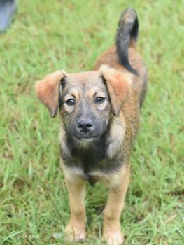 Rescue Cairn Terrier and Terrier Dogs for Adoption in Conroe, Texas - Wynonna (Amie