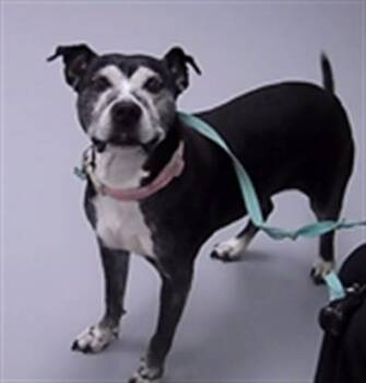 JENNIE -  Pit Bull Terrier and Mixed Breed Dog for Adoption in St. Cloud, Florida - JENNIE | PetCurious