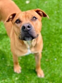 Rusteez -  Mixed Breed Dog for Adoption in Munster, Indiana - Rusteez | PetCurious