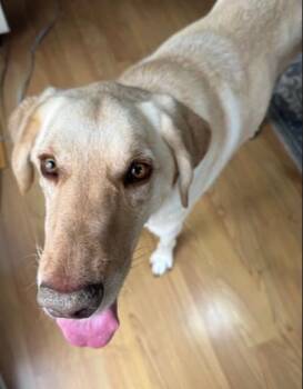 Buffett -  Yellow Labrador Retriever Dog for Adoption - Buffett | PetCurious