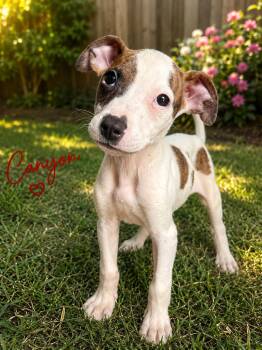 Boxer and Pit Bull Terrier Dogs Available for Adoption in Carmel Hamlet, New York - Canyon (Roxie