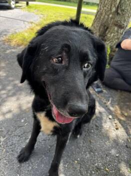 N4 - Rotty -  Spaniel Dog for Adoption in Salisbury, Maryland - N4 - Rotty | PetCurious