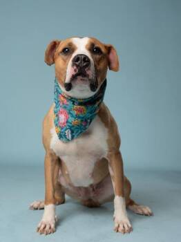 Erin -  Pit Bull Terrier and Mixed Breed Dog for Adoption in Atlanta, Georgia - Erin | PetCurious