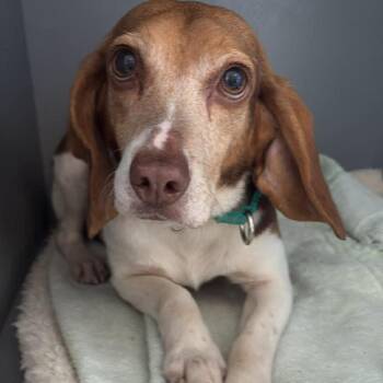 Mixed Breed Dogs Available for Adoption - Bunny | PetCurious