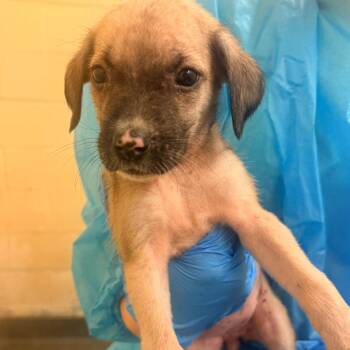 Maisie -  Mixed Breed Dog for Adoption in Corinth, Mississippi - Maisie | PetCurious
