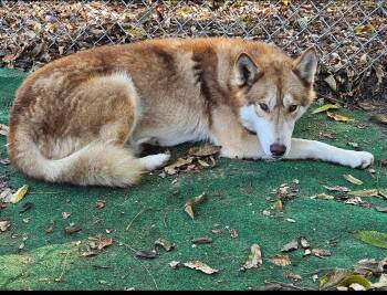 Rescue Siberian Husky Dogs for Adoption in Phenix City, Alabama - Rex | PetCurious