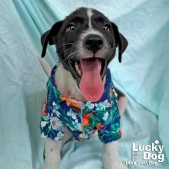 Cesar -  Labrador Retriever Dog for Adoption in Washington, District Of Columbia - Cesar | PetCurious