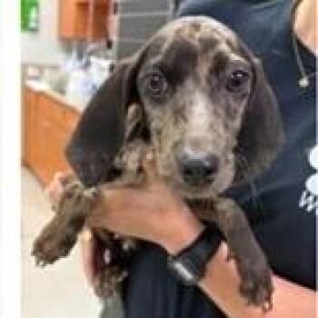 Lacky -  Hound and Mixed Breed Dog for Adoption in Tampa, Florida - Lacky | PetCurious