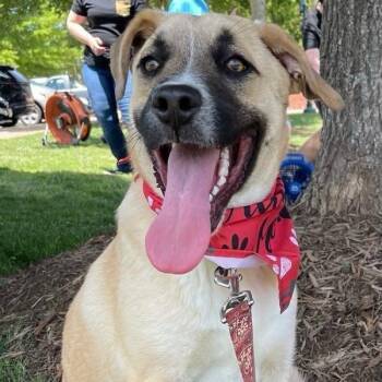 Enzo -  Anatolian Shepherd Dog for Adoption in Shelby, North Carolina - Enzo | PetCurious