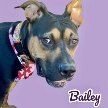 Rescue Rottweiler and Mixed Breed Dogs for Adoption in Scottsdale, Arizona - Bailey | PetCurious