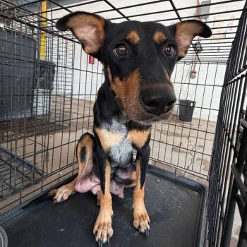 Babe -  Shepherd Dog for Adoption in Edinburg, Texas - Babe | PetCurious