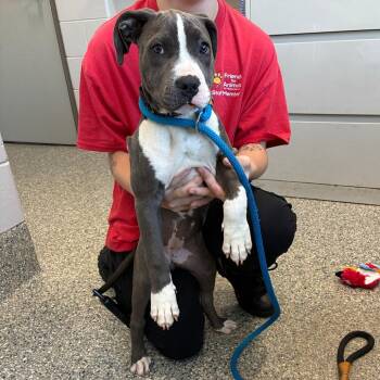 Socks -  Mixed Breed Dog for Adoption in Dearborn, Michigan - Socks | PetCurious