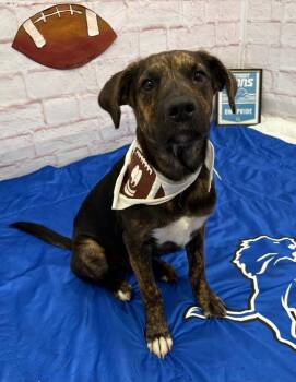 Stephens -  Plott Hound and Mixed Breed Dog for Adoption in Oxford, Michigan - Stephens | PetCurious