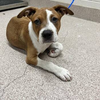 Marco -  Pit Bull Terrier and Mixed Breed Dog for Adoption in Ardmore, Oklahoma - Marco | PetCurious