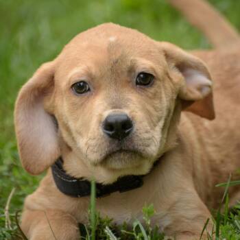 Brodie -  Hound Dog for Adoption in Lambertville, New Jersey - Brodie | PetCurious