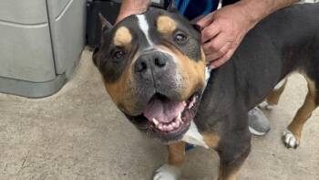 Melow -  Mixed Breed Dog Available for Adoption - Melow | PetCurious