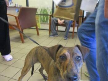 Fox Terrier Dogs Available for Adoption - MELODY | PetCurious