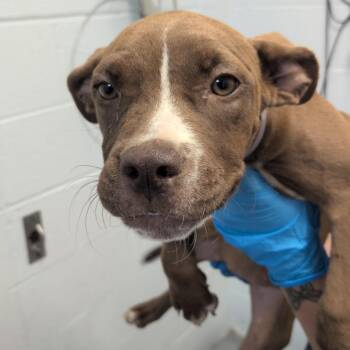 Biscotti -  American Staffordshire Terrier and Black Mouth Cur Dog for Adoption in Hattiesburg, Mississippi - Biscotti | PetCurious