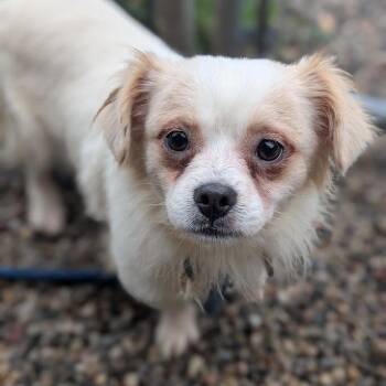 Athos -  Mixed Breed Dog for Adoption in West Olive, Michigan - Athos | PetCurious