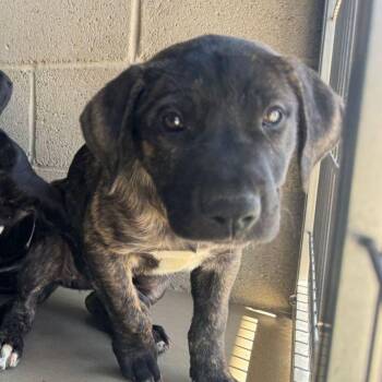 Shepherd Dogs Available for Adoption - Velma | PetCurious