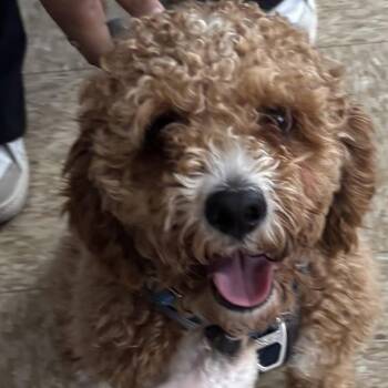 Cavachon Dogs Available for Adoption - Kobe | PetCurious