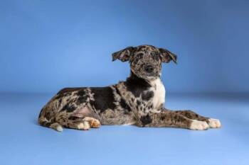 Buzz -  Catahoula Leopard Dog Dog for Adoption in Wolcott, Connecticut - Buzz | PetCurious