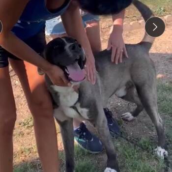 Hawk -  Akita Dog for Adoption in Apache Junction, Arizona - Hawk | PetCurious