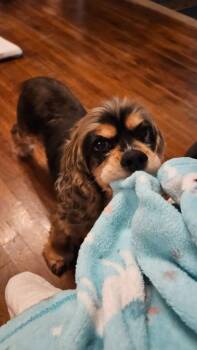 Cocker Spaniel Dogs Available for Adoption in Austin, Texas - Oopsie Daisy | PetCurious