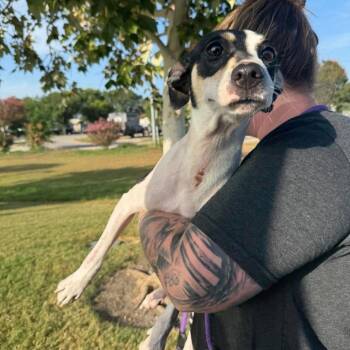Zola -  Mixed Breed Dog for Adoption in Rockville, Maryland - Zola | PetCurious