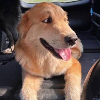Robin -  Great Pyrenees Dog for Adoption in Trenton, Missouri - Robin | PetCurious