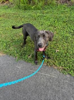 Grey -  Labrador Retriever and Pit Bull Terrier Dog for Adoption in King William, Virginia - Grey | PetCurious