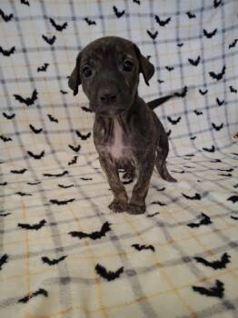 Rescue Pit Bull Terrier Dogs for Adoption in Dover, Arkansas - Della | PetCurious