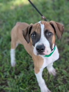 Humphrey Bogart -  Boxer and Mixed Breed Dog for Adoption in Aiken, South Carolina - Humphrey Bogart | PetCurious