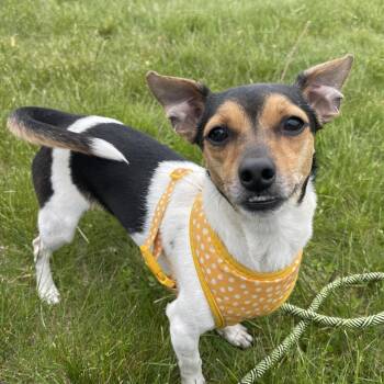 Dachshund and Jack Russell Terrier Dogs Available for Adoption in Allegan, Michigan - Petey* | PetCurious