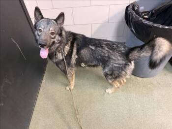 BANDIT -  Mixed Breed Dog for Adoption in Santa Fe, New Mexico - BANDIT | PetCurious