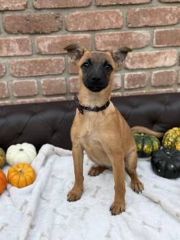 Geraldine -  Belgian Shepherd Malinois Dog for Adoption in San Diego, California - Geraldine | PetCurious