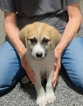 Halo -  Great Pyrenees and Anatolian Shepherd Dog for Adoption in Sulphur, Oklahoma - Halo | PetCurious