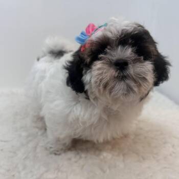 Cookie -  Shih Poo Dog for Adoption in Wrightstown, New Jersey - Cookie | PetCurious