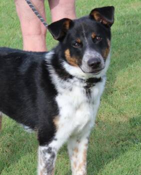 JASPER -  Australian Cattle Dog Blue Heeler Dog for Adoption in Claremore, Oklahoma - JASPER | PetCurious