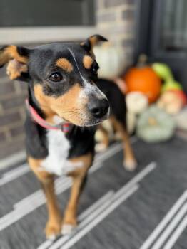 Rescue Terrier Dogs for Adoption in Oswego, Illinois - Felicity | PetCurious