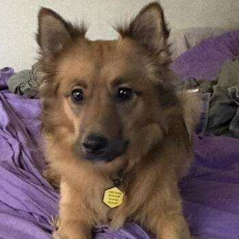 Stella -  Mixed Breed Dog for Adoption in Edwardsville, Illinois - Stella | PetCurious
