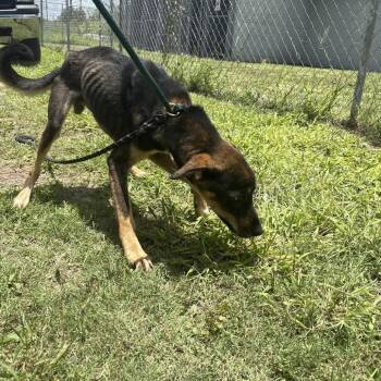Tucker -  Mixed Breed Dog for Adoption in Austin, Texas - Tucker | PetCurious