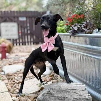 Marnie -  Whippet and Terrier Dog for Adoption in Fairfield, Connecticut - Marnie | PetCurious