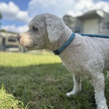 Gamble -  Maltese and Mixed Breed Dog for Adoption in Houston, Texas - Gamble | PetCurious
