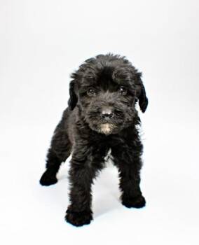 Elijah -  Poodle and Mixed Breed Dog Available for Adoption in Morton Grove, Illinois - Elijah | PetCurious