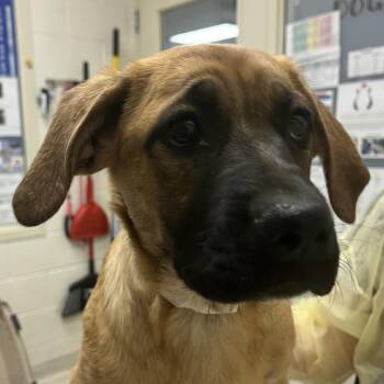 Summer -  German Shepherd Dog and Mixed Breed Dog for Adoption in Murray, Utah - Summer | PetCurious