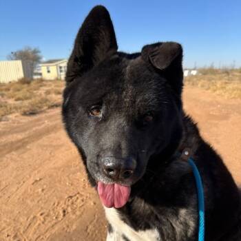 Rescue Akita Dogs for Adoption in Midland, Texas - Yoshi | PetCurious