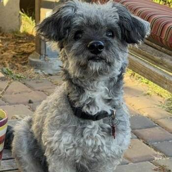 PEPPER -  Miniature Poodle and Mixed Breed Dog for Adoption in Richmond, California - PEPPER | PetCurious