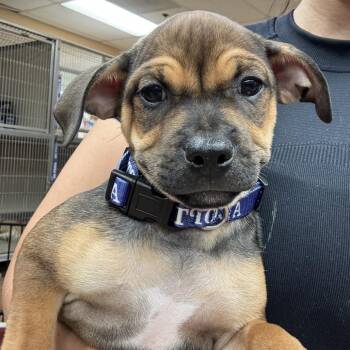 FWT Reese -  Mixed Breed Dog for Adoption in Midland, Texas - FWT Reese | PetCurious