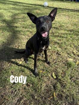 Rescue Whippet Dogs for Adoption in Quincy, Michigan - Cody | PetCurious